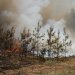 В Житомирській області ще одна масштабна пожежа - на території ДП «Овруцьке спеціалізоване лісове господарство»