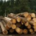Житомирщина: Подробиці моторошної трагедії, в якій загинув лісоруб