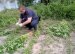 Черняхівські поліцейські виявили незаконні посіви конопель у приватному домогосподарстві