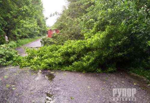 Негода на Житомирщині повалила дерева на дорогу. ФОТО