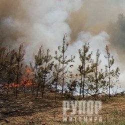 На Житомирщині громадянам заборонено ходити до лісу - висока пожежна небезпека