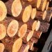 Коростишівські поліцейські за добу викрили три випадки незаконних оборудок з лісопродукцією
