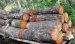 На Житомирщині упродовж доби поліцейські викрили три випадки незаконних оборудок з лісом