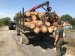 На Житомирщині екологи затримали лісовоз з 10 м куб деревини