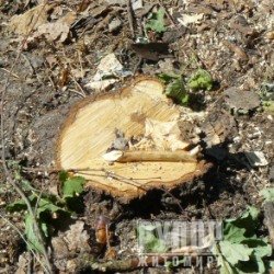 На Житомирщині слідчі повідомили про підозру у службовій недбалості майстру лісу