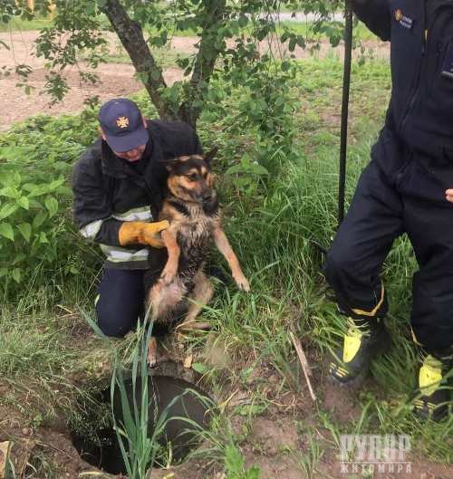 В Житомирській області рятувальники вивільнили собаку з провалля