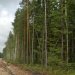 Прокуратура Житомирщини припинила незаконну спробу вилучення 7,5 га земель лісового фонду 