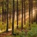 У власність громадян неправомірно надано 6 га лісу – прокуратура Житомирщини повернула земельну ділянку лісового фонду державі