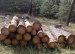 На Коростенщині поліцейські розпочали розслідування незаконної порубки лісу
