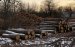 За матеріалами ДБР судитимуть учасників організованої групи, яка незаконно вирубала державні ліси на Житомирщині