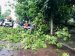Ураганний вітер та гроза: Негода наробила лиха у Житомирі - є постраждалі. ФОТО