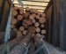 В Житомирській області продовжують затримувати вантажівки з нелегальною деревиною