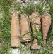 На Житомирщині група піротехнічних робіт знищила п’ять боєприпасів часів минулих війн