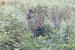 В Житомирській рятували чоловіка, який застряг у болоті