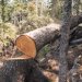 Майже 500 півстолітніх дерев незаконно вирубали у лісгоспі на Житомирщині