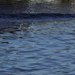На КП «Житомирводоканал» - знову аварія: Держекоінспекція відібрала проби води з річки Тетерів
