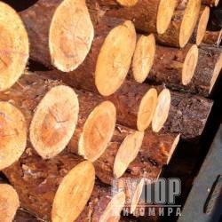 На Житомирщині зупинили автомобіль із необлікованою деревиною