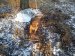 На Житомирщині бійці ДСНС врятували песика, який провалився в крижану воду
