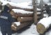На Житомирщині за фактом незаконної порубки майже півтори сотні дерев прокуратура розпочала кримінальне провадження