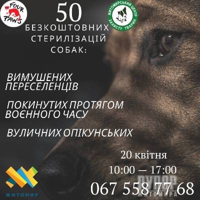 Контроль кількості безпритульних тварин у Житомирі триває навіть під час війни!
