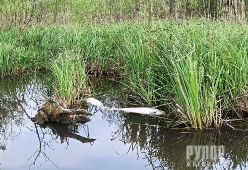 На Житомирському водосховищі зафіксовано загибель риби