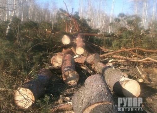 Житомирщина: «Заробив» на незаконних порубках лісу 5 років позбавлення волі з випробувальним строком