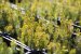 На Житомирщині лісівники посадили майже 24 мільйони дерев