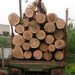 У Радомишльській громаді поліцейські перевіряють законність транспортування лісопродукції