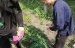 На Житомирщині поліцейські вилучили у двох чоловіків розфасовані наркотики і психотропи