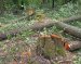 На Житомирщині продовжують красти ліс, на цей раз сума збитків складає понад 1,7 млн грн