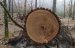 Житомирські поліцейські зафіксували незаконну порубку лісу в Тетерівській громаді