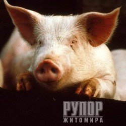 ����������� ����� ����������� ��������: � ������ ����������� ������������ ����������� ���� ������ 