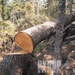 �� ����������� �� ��������� ������� ����� �� ������� ������� �������� 125 ��� ���