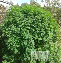 �� ����������� ������������� ������� ���������� ������� ����������� ������