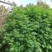 �� ����������� ������������� ������� ���������� ������� ����������� ������
