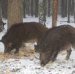���������� ������� ���������� ���� �� ������ ���������