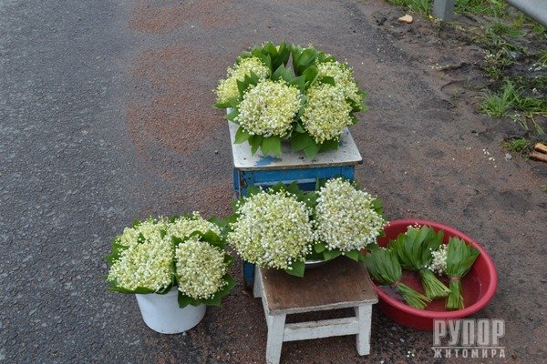 �����볿: ��������� ����� ������
