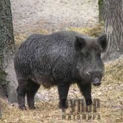 � ��� ���������� ������������ ������ �� ����������� ���� � ������������ �������