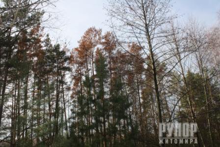 Ще раз про хвороби лісу на Житомирщині Ще раз про хвороби лісу на Житомирщині