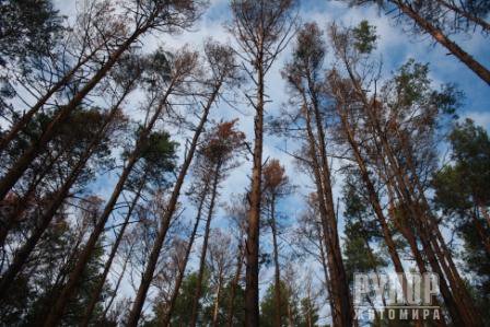 Ще раз про хвороби лісу на Житомирщині Ще раз про хвороби лісу на Житомирщині