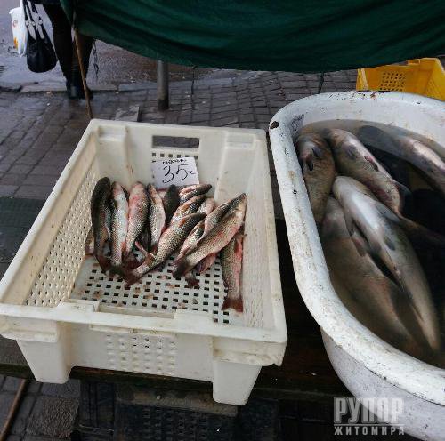 �� 10 ���� ������ ������������ ������������� ������� ������ 1,2 �� ���� �� 72 �� ������������� ����