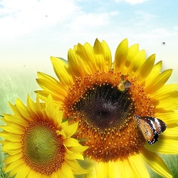 Якісний посівний матеріал та європейські добрива – запорука гарного врожаю Якісний посівний матеріал та європейські добрива – запорука гарного врожаю