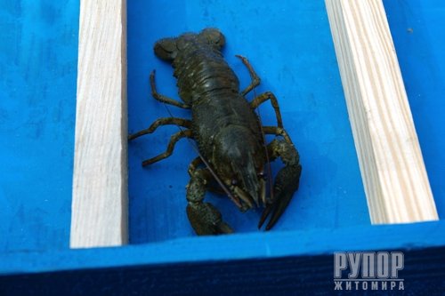 � �������� ������ ������ ������� �������� ������ ��������� "Fish Food Fest"