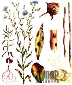 Գ����������� ������� �� ����� ���������������� ���������