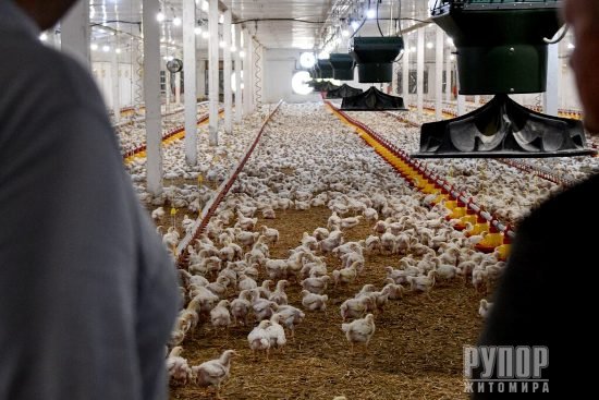 ϳ��������� ����������� ����������� ��������� ����� ����, � ³���� �������