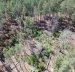 Понад 2,1 тис га лісових насаджень в Природному заповіднику «Древлянський» знищено вогнем внаслідок агресії рф