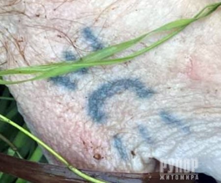 � ������ �������� ������� ��� ������� - ������ ������� ��������� ���������� ����� ��������� �������