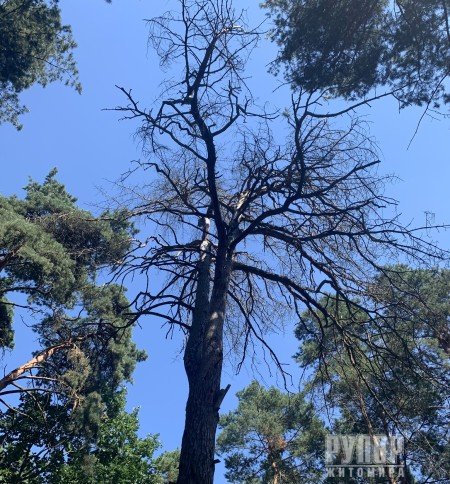 �������: ����, ��������� ������ � ó�������� - ��������