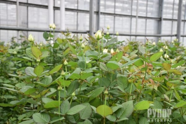 ³���� �������: ����������� ���� ������� ��������� �� ��������, ����̆ ������� �����������, ������� ������ ���� �� ������ �������