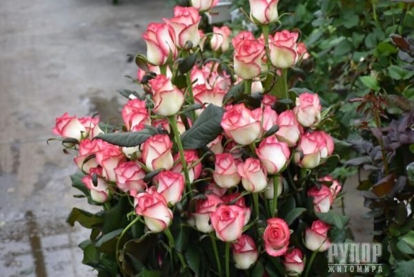 ³���� �������: ����������� ���� ������� ��������� �� ��������, ����̆ ������� �����������, ������� ������ ���� �� ������ �������